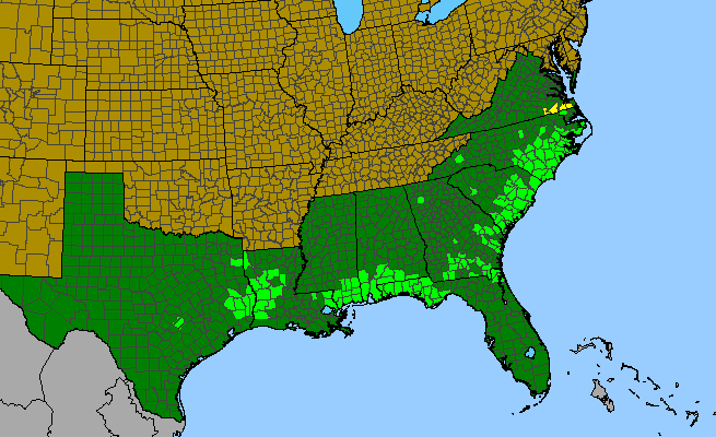 The range of Coreopsis linifolia WIDTH=